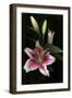 Stargazer Lily Study-Anna Miller-Framed Photographic Print