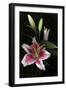 Stargazer Lily Study-Anna Miller-Framed Photographic Print