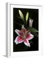 Stargazer Lily Study-Anna Miller-Framed Photographic Print