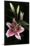 Stargazer Lily Study-Anna Miller-Mounted Photographic Print