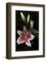 Stargazer Lily Study-Anna Miller-Framed Photographic Print