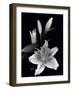 Stargazer Lily Study-Anna Miller-Framed Photographic Print