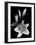 Stargazer Lily Study-Anna Miller-Framed Photographic Print