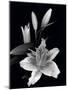 Stargazer Lily Study-Anna Miller-Mounted Photographic Print