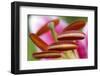 Stargazer lily-Anna Miller-Framed Photographic Print