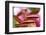 Stargazer lily-Anna Miller-Framed Photographic Print