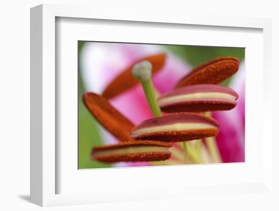 Stargazer lily-Anna Miller-Framed Photographic Print