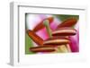 Stargazer lily-Anna Miller-Framed Photographic Print