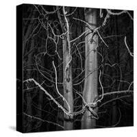 Stark Trees-Andrew Geiger-Stretched Canvas