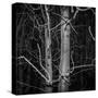 Stark Trees-Andrew Geiger-Stretched Canvas