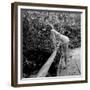 Starlet Marilyn Monroe-Ed Clark-Framed Photographic Print