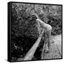 Starlet Marilyn Monroe-Ed Clark-Framed Stretched Canvas