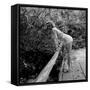 Starlet Marilyn Monroe-Ed Clark-Framed Stretched Canvas