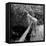 Starlet Marilyn Monroe-Ed Clark-Framed Stretched Canvas