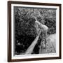 Starlet Marilyn Monroe-Ed Clark-Framed Photographic Print