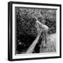 Starlet Marilyn Monroe-Ed Clark-Framed Premium Photographic Print