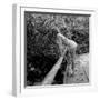 Starlet Marilyn Monroe-Ed Clark-Framed Premium Photographic Print