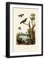 Starling, 1833-39-null-Framed Giclee Print