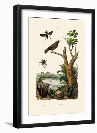 Starling, 1833-39-null-Framed Giclee Print