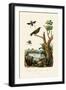 Starling, 1833-39-null-Framed Giclee Print