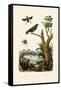 Starling, 1833-39-null-Framed Stretched Canvas