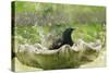 Starling Bathing in Birdbath-null-Stretched Canvas