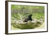 Starling Bathing in Birdbath-null-Framed Photographic Print