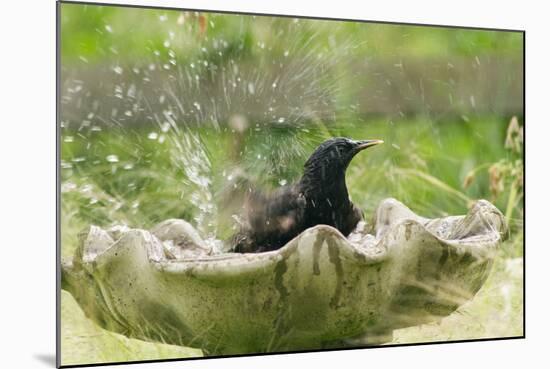 Starling Bathing in Birdbath-null-Mounted Photographic Print