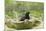 Starling Bathing in Birdbath-null-Mounted Photographic Print