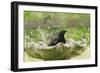 Starling Bathing in Birdbath-null-Framed Photographic Print