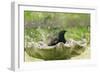 Starling Bathing in Birdbath-null-Framed Photographic Print