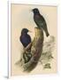 Starling, c19th century-null-Framed Giclee Print