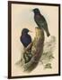 Starling, c19th century-null-Framed Giclee Print