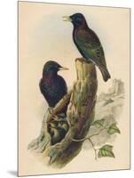 Starling, c19th century-null-Mounted Giclee Print