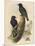 Starling, c19th century-null-Mounted Giclee Print