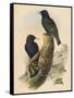 Starling, c19th century-null-Framed Stretched Canvas
