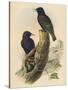 Starling, c19th century-null-Stretched Canvas