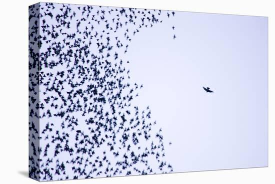 Starling Flock and Peregrine Falcon-null-Stretched Canvas