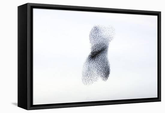 Starling Flock and Peregrine Falcon-null-Framed Stretched Canvas