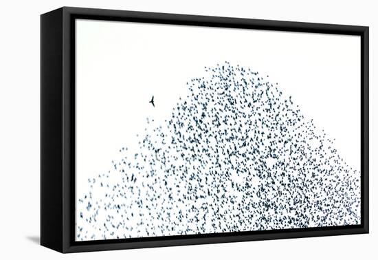 Starling Flock and Peregrine Falcon-null-Framed Stretched Canvas