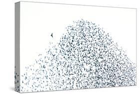 Starling Flock and Peregrine Falcon-null-Stretched Canvas