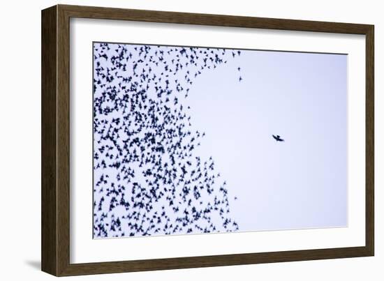 Starling Flock and Peregrine Falcon-null-Framed Photographic Print