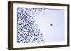 Starling Flock and Peregrine Falcon-null-Framed Photographic Print