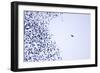 Starling Flock and Peregrine Falcon-null-Framed Photographic Print