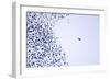 Starling Flock and Peregrine Falcon-null-Framed Photographic Print