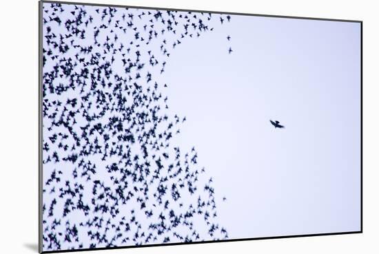 Starling Flock and Peregrine Falcon-null-Mounted Photographic Print
