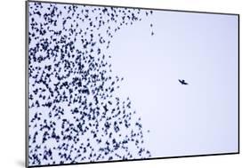 Starling Flock and Peregrine Falcon-null-Mounted Photographic Print