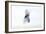 Starling Flock and Peregrine Falcon-null-Framed Photographic Print