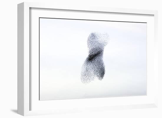 Starling Flock and Peregrine Falcon-null-Framed Photographic Print