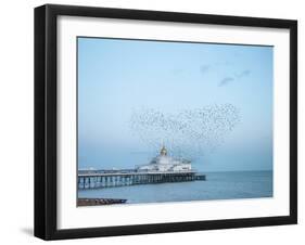Starling murmuration, The Pier, Eastbourne, East Sussex, England, United Kingdom, Europe-Jean Brooks-Framed Photographic Print
